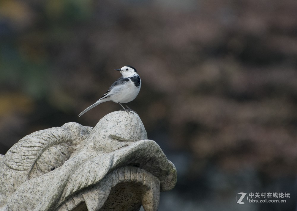 用70-300mm打鸟玩玩