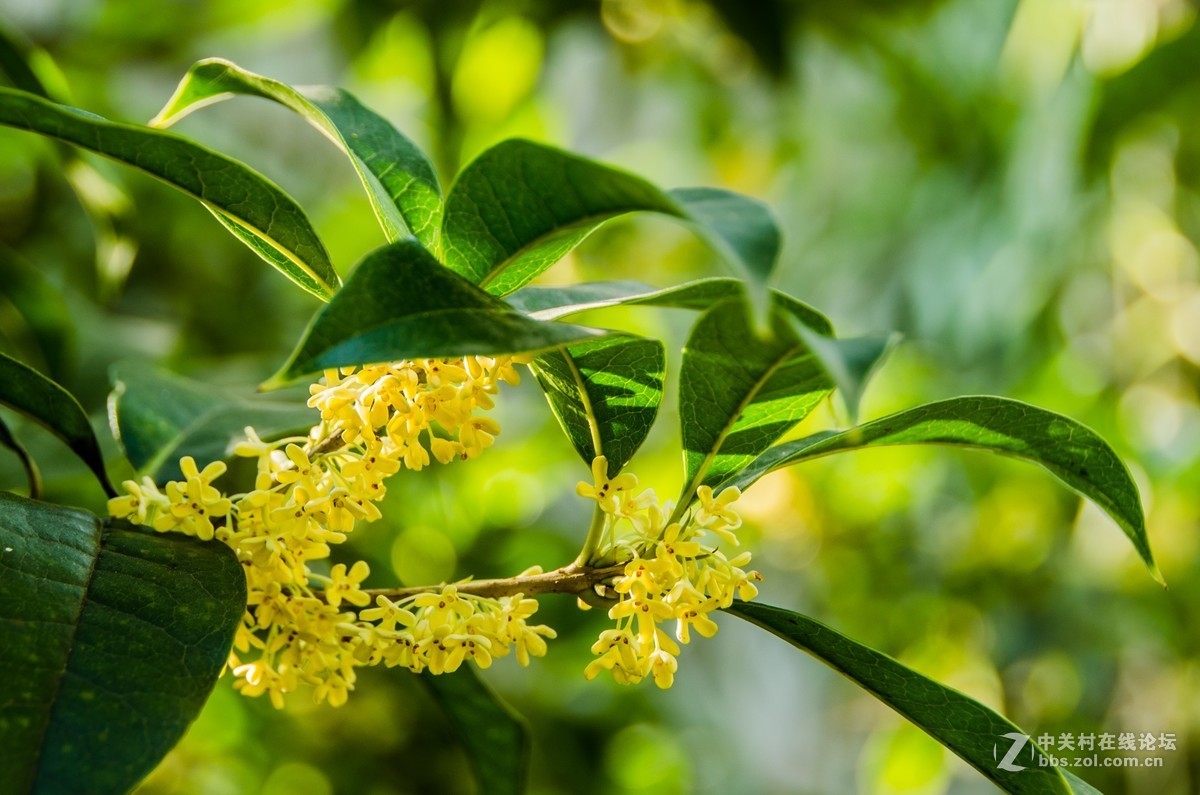东山百年古桂花树下
