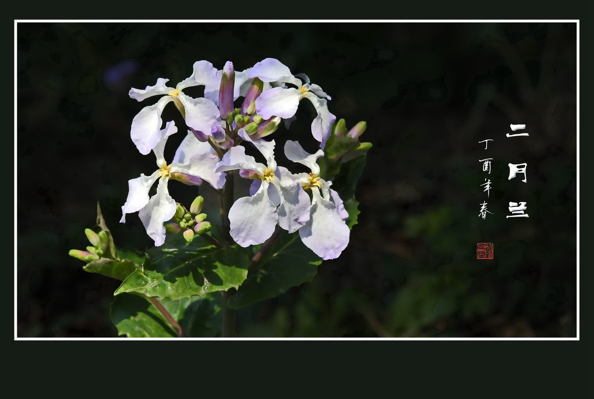 春风吹开紫花花-二月兰