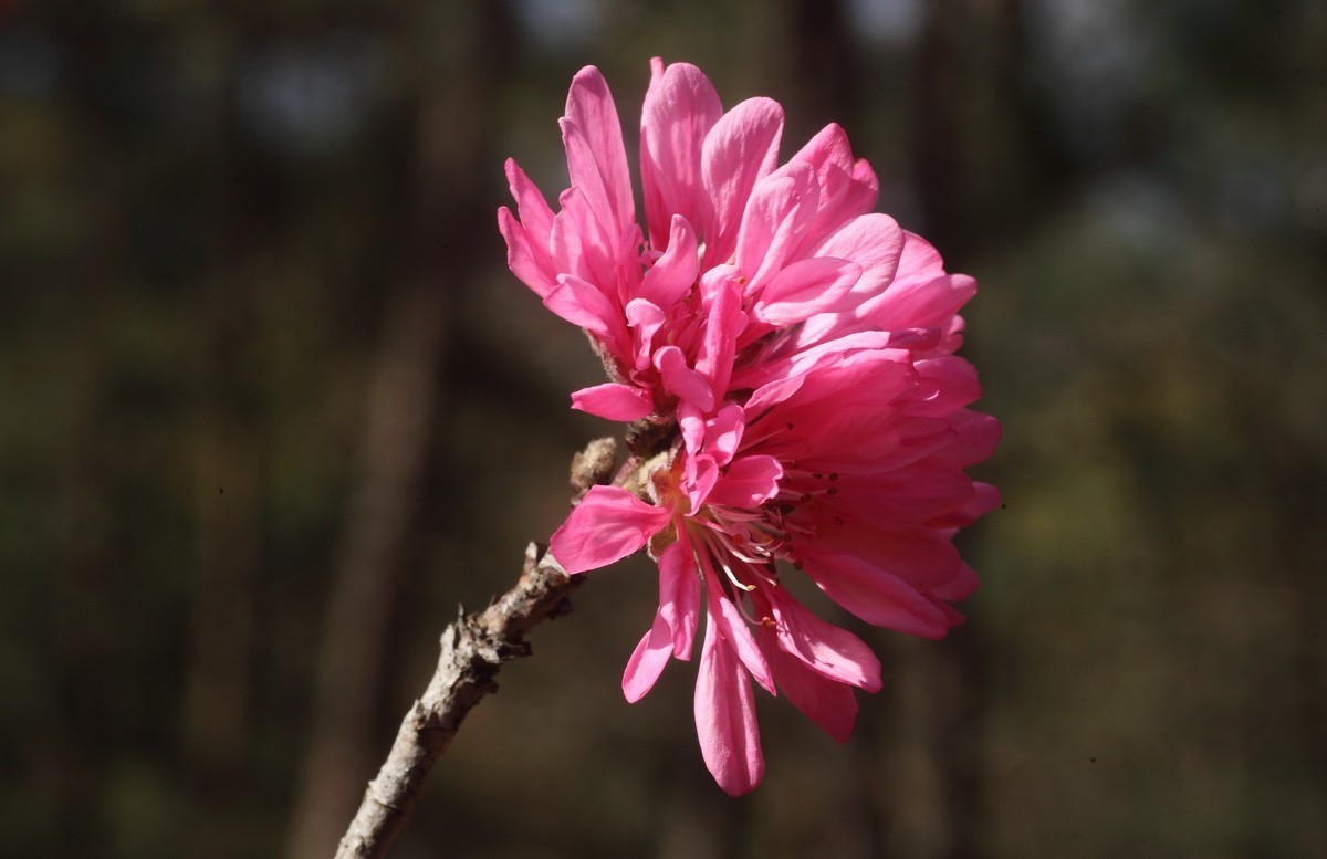 菊花桃和双色桃花