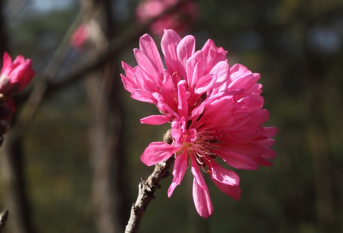 菊花桃和双色桃花