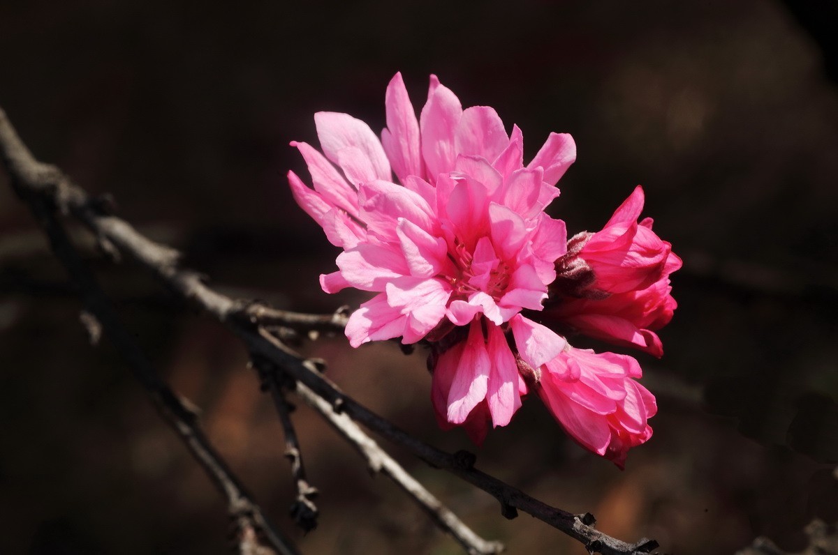 菊花桃和双色桃花