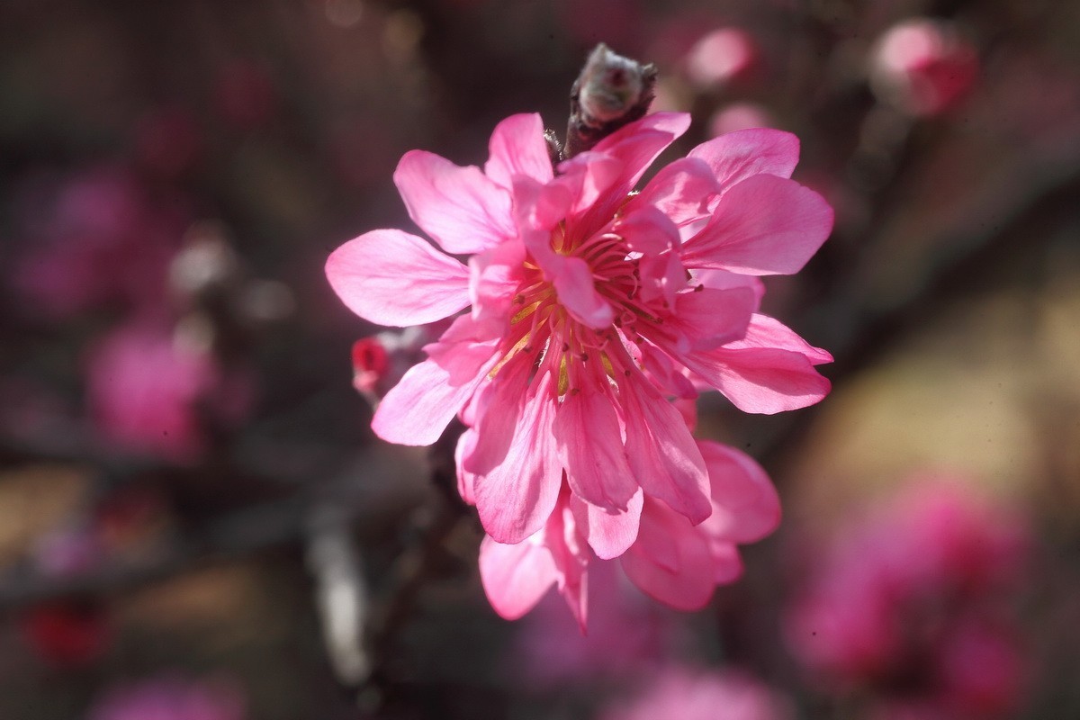 菊花桃和双色桃花