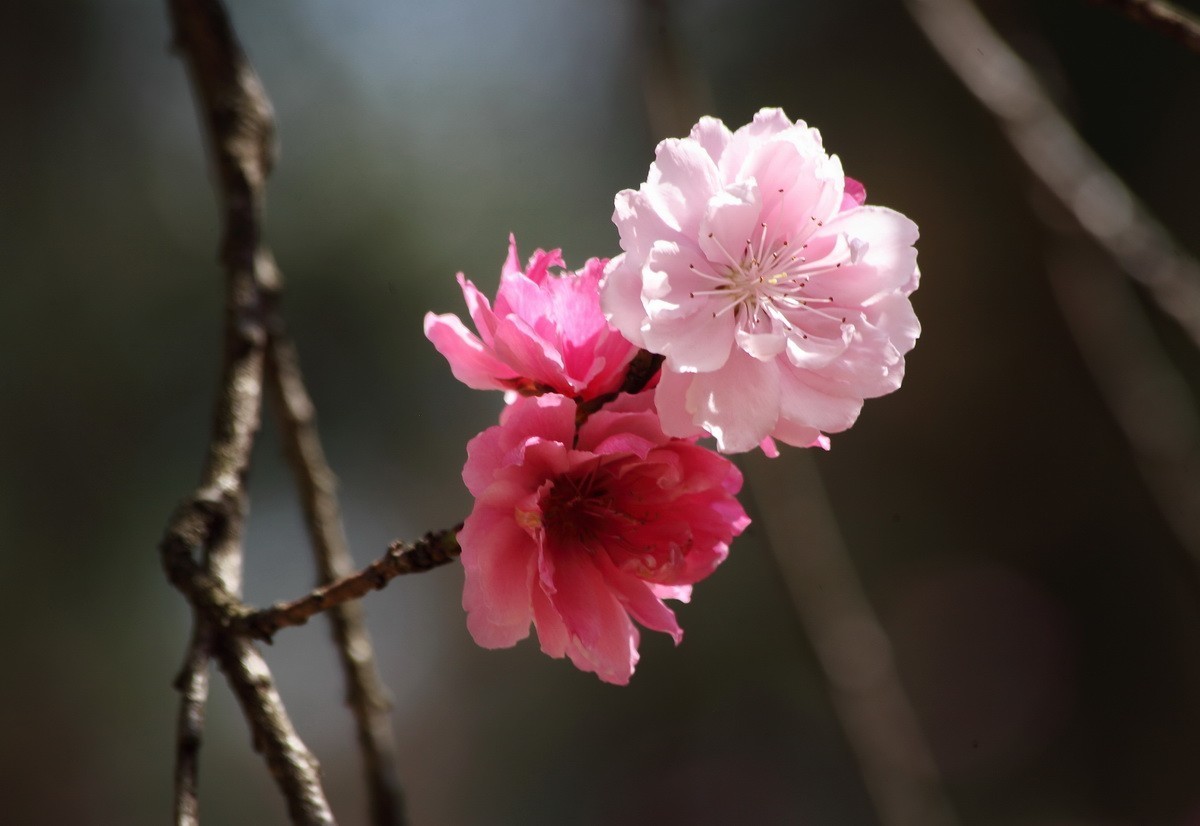 菊花桃和双色桃花