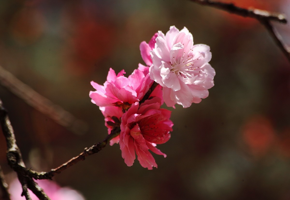 菊花桃和双色桃花