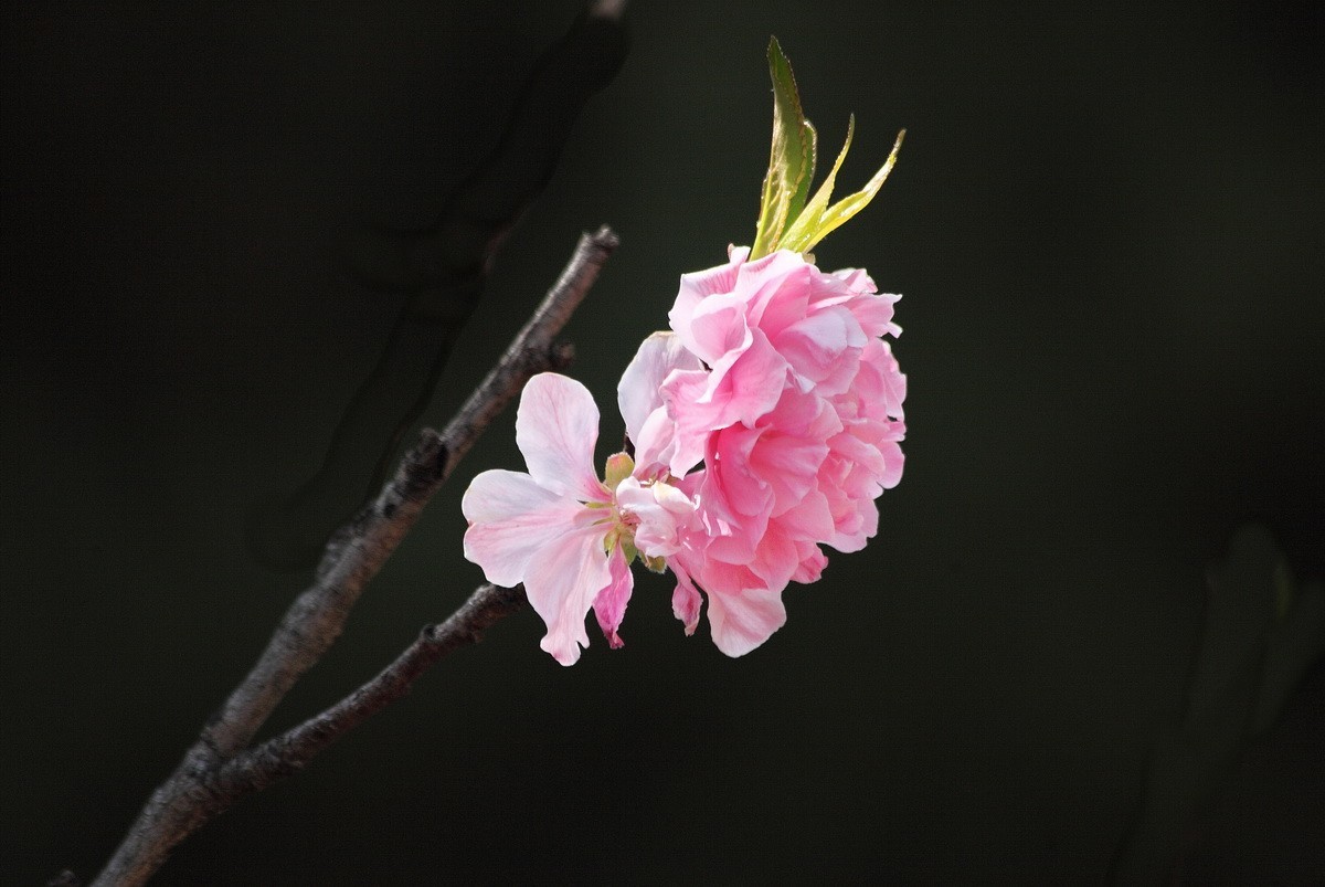 菊花桃和双色桃花