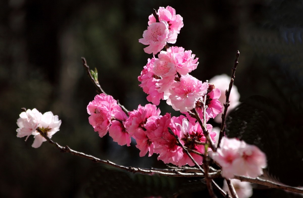 菊花桃和双色桃花