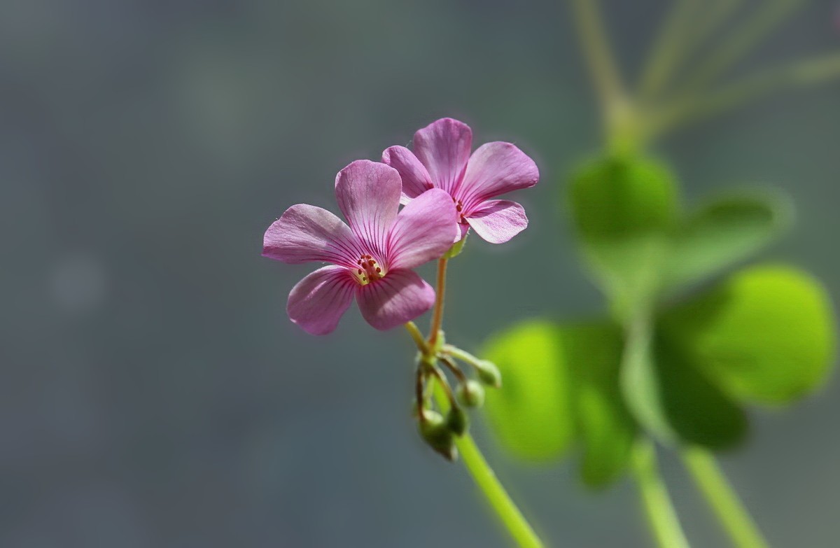 幸運草醡漿草三葉草小花兒