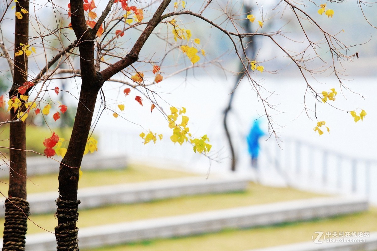 秋尽冬雨霜叶稀