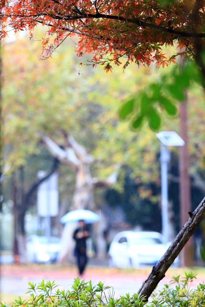 秋尽冬雨霜叶稀