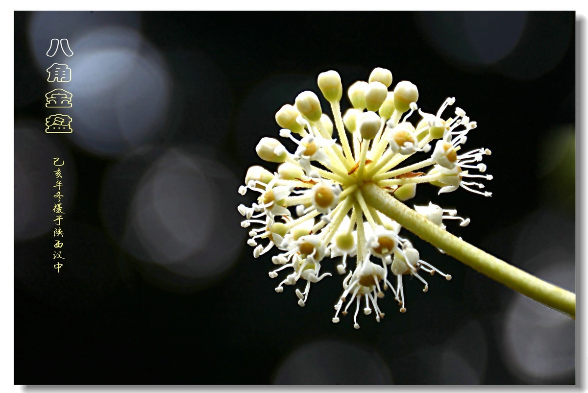 八角金盘（2019260）