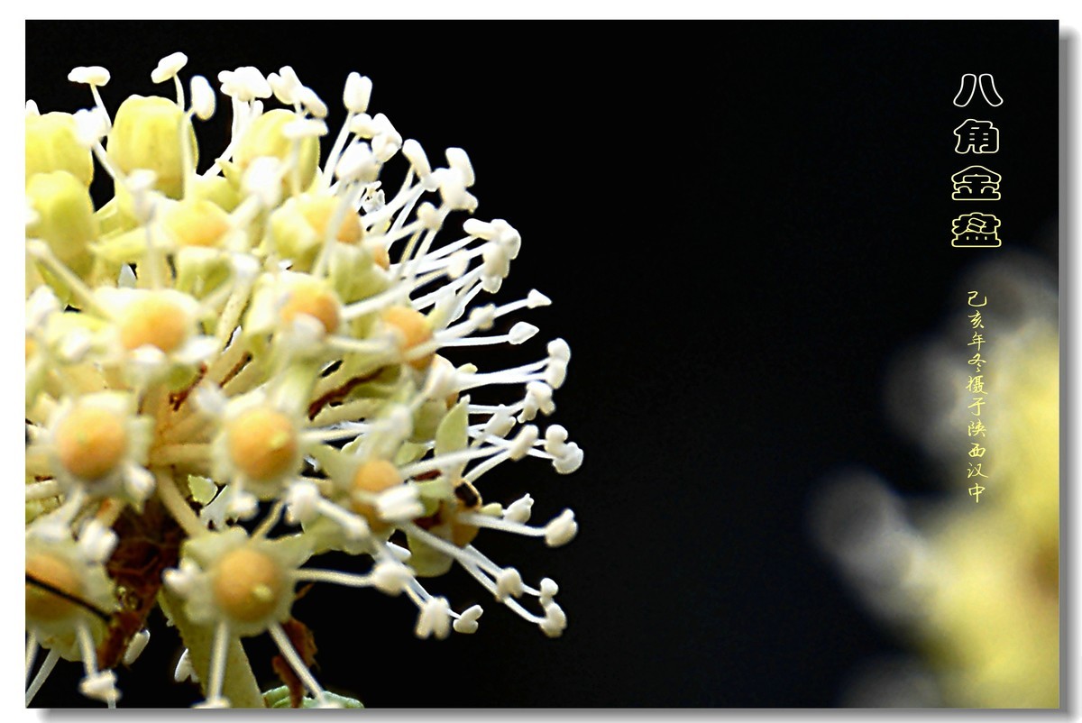 八角金盘（2019260）