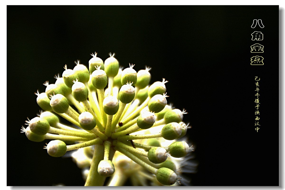 八角金盘（2019260）