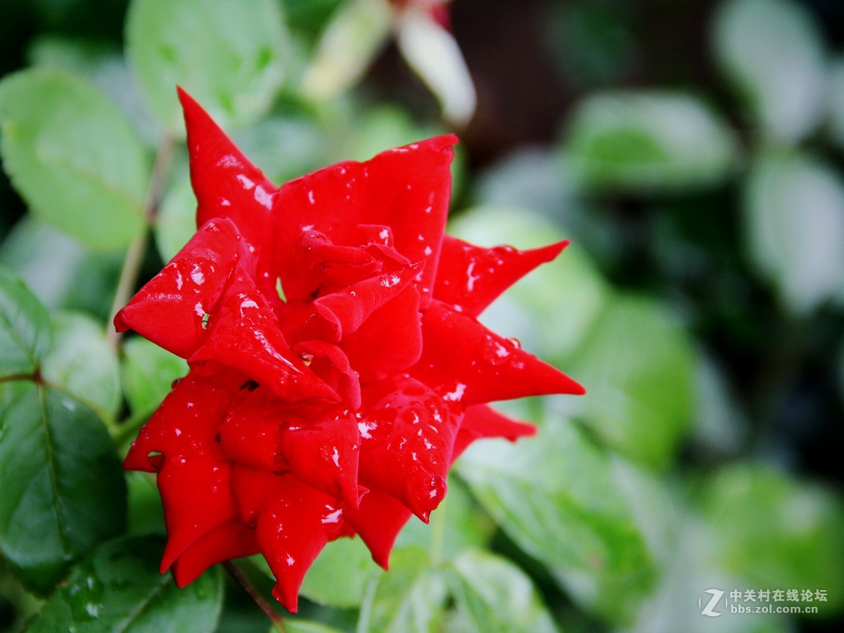 随拍雨后花儿影------2015.8.28日沈阳 随拍 习作 分享