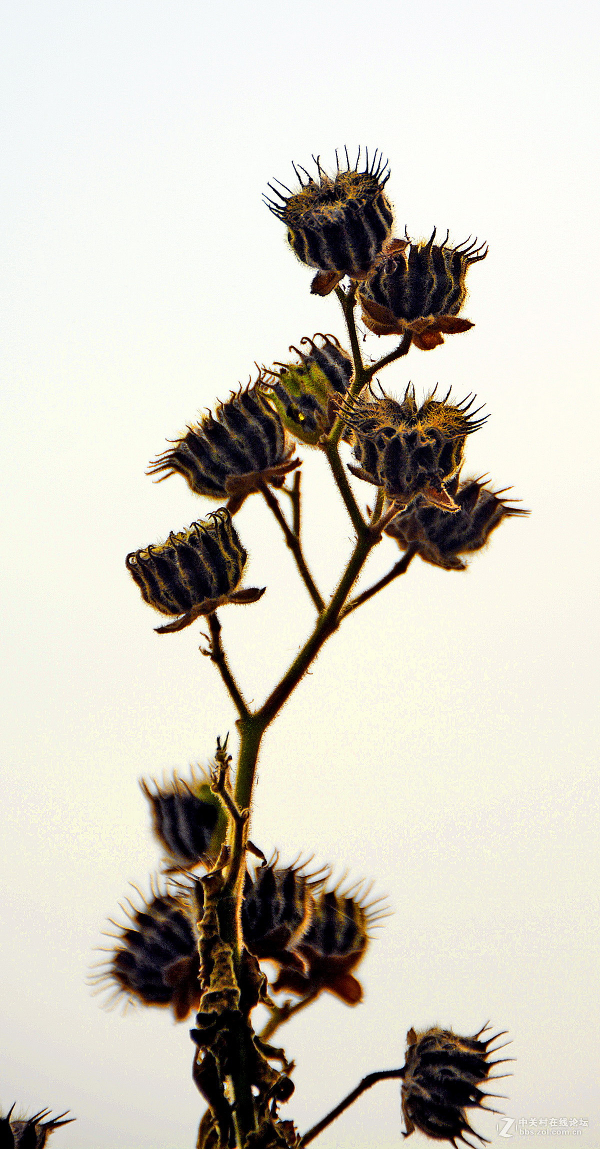 麻梭拾回儿时记忆
