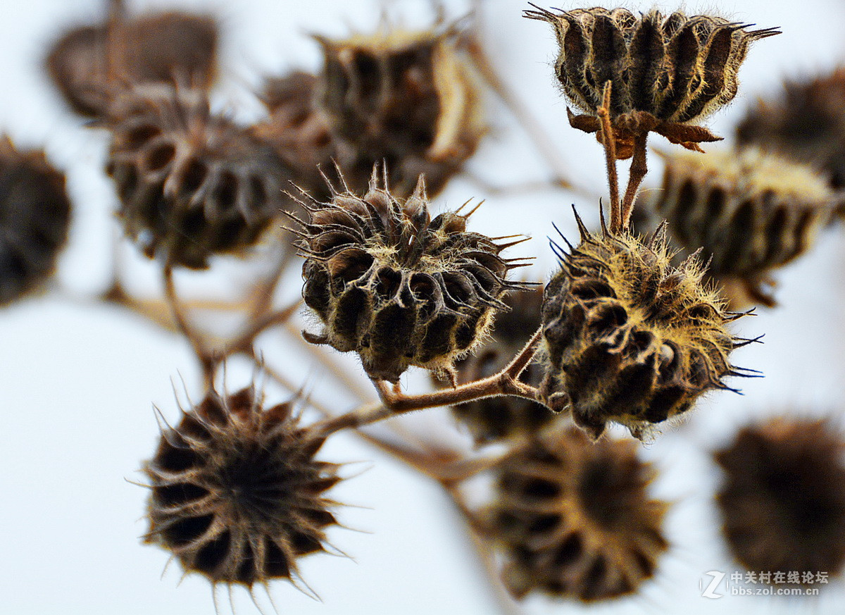 麻梭拾回儿时记忆