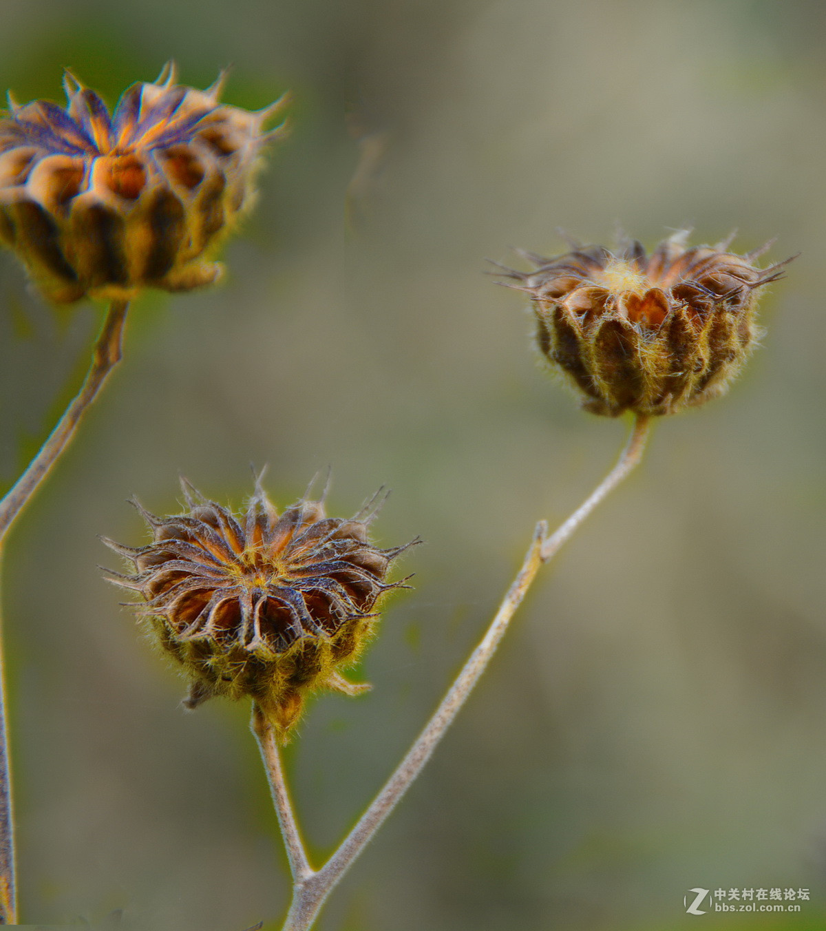 麻梭拾回儿时记忆