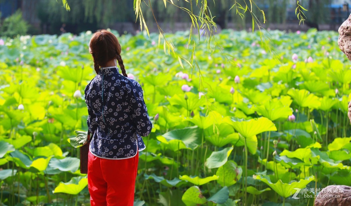 六月夏荷开花季