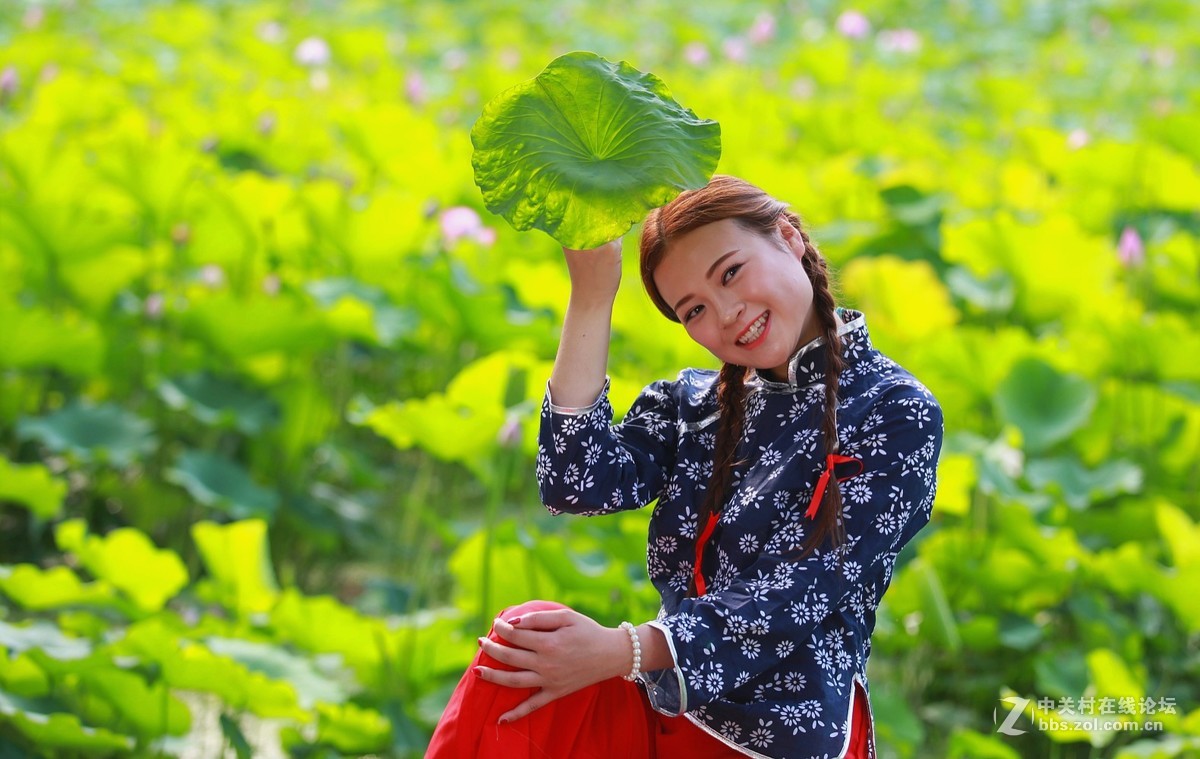 六月夏荷开花季