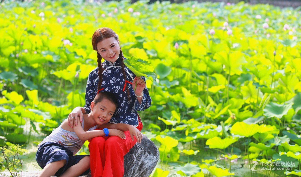 六月夏荷开花季