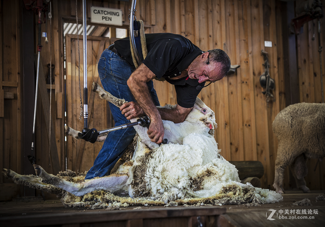 澳大利亚剪羊毛表演