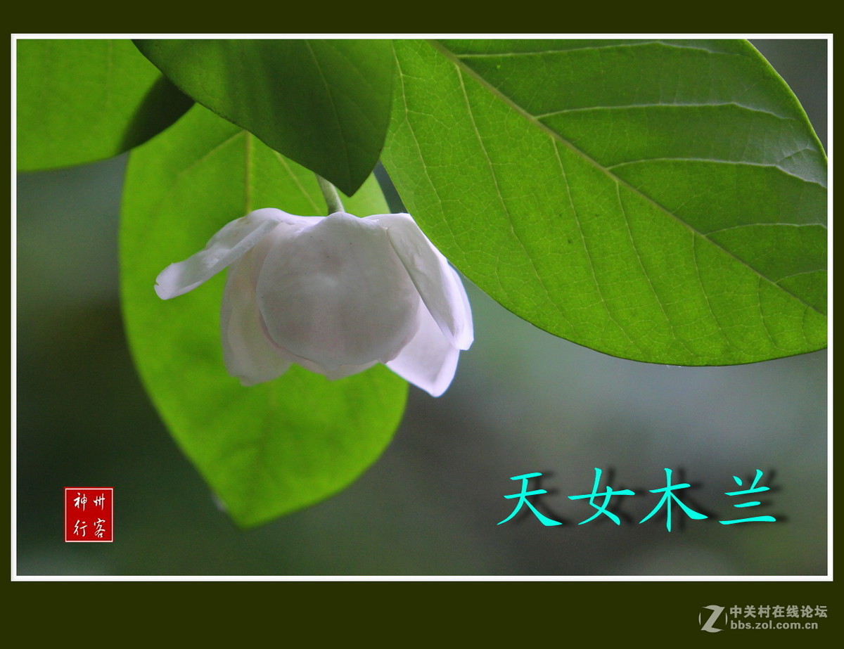 关东百花园(97)——天女木兰花-中关村在线摄影论坛