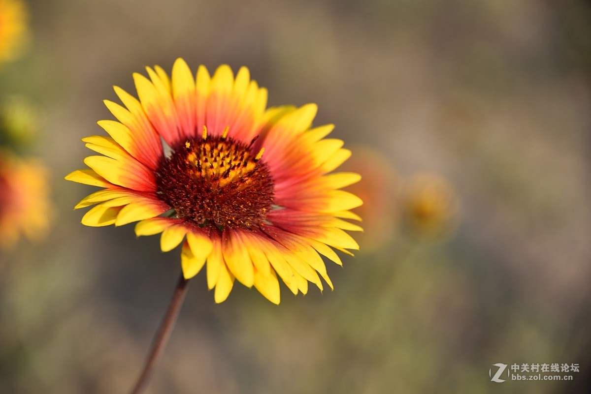 太陽花