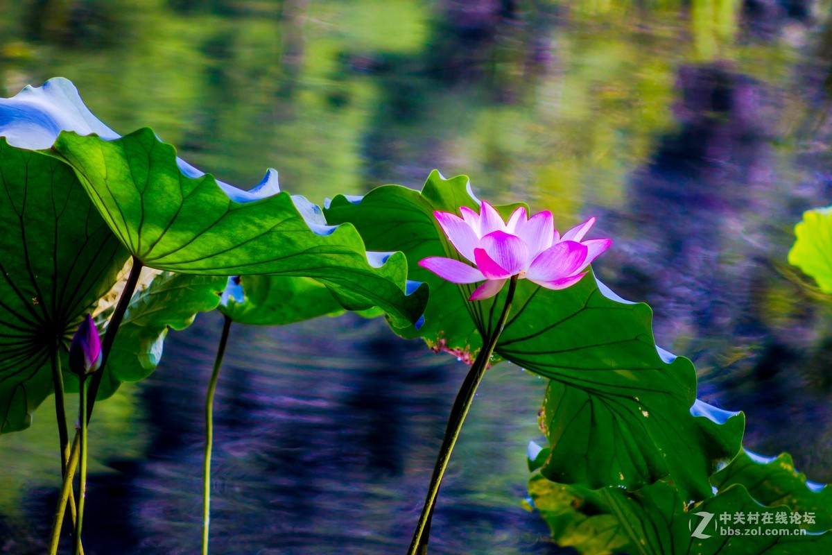 改装镜头下的荷花