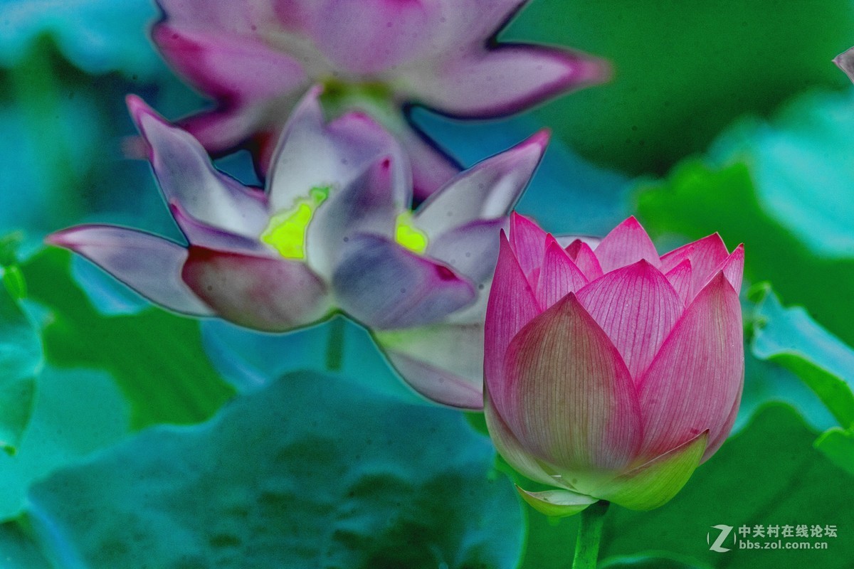 改装镜头下的荷花