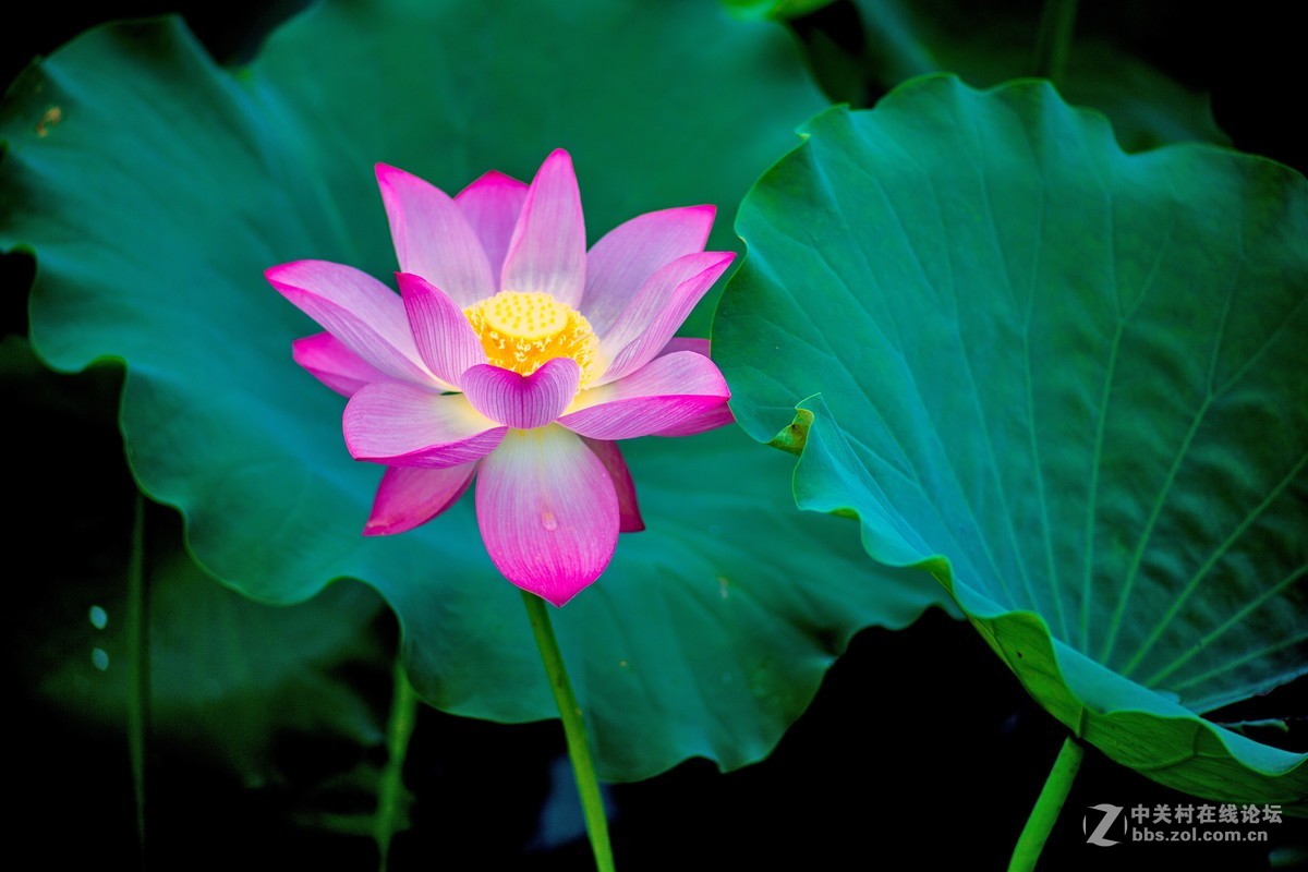 改装镜头下的荷花