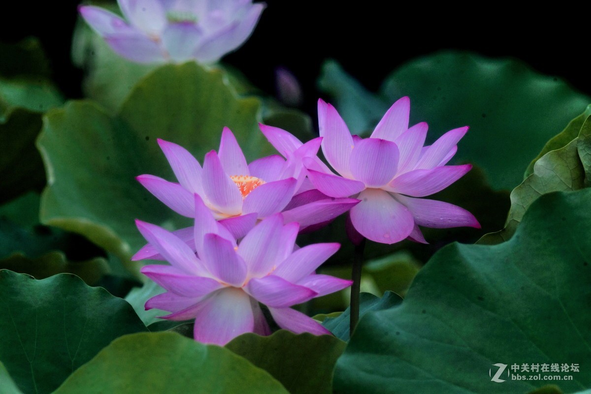 改装镜头下的荷花