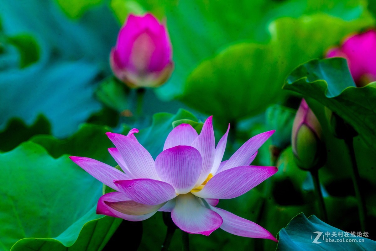 改装镜头下的荷花