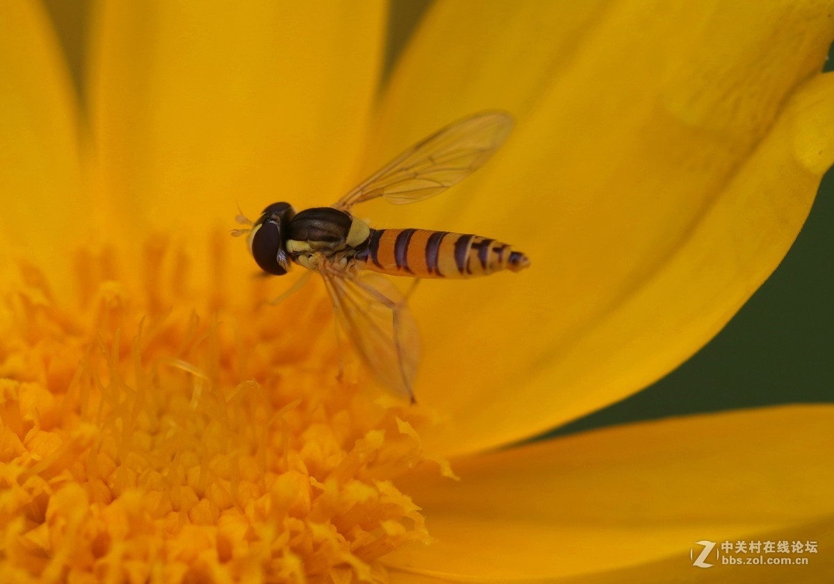 微距镜头下众小生，
