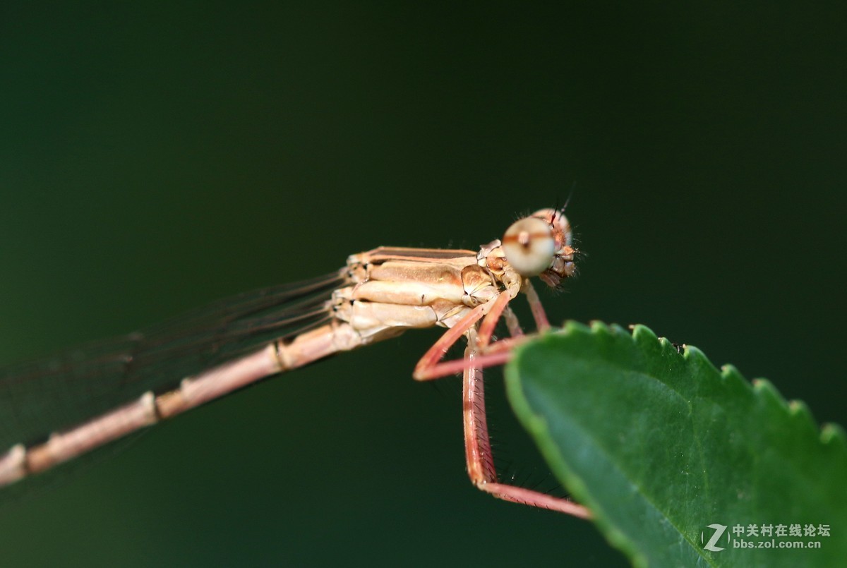 微距镜头下众小生，