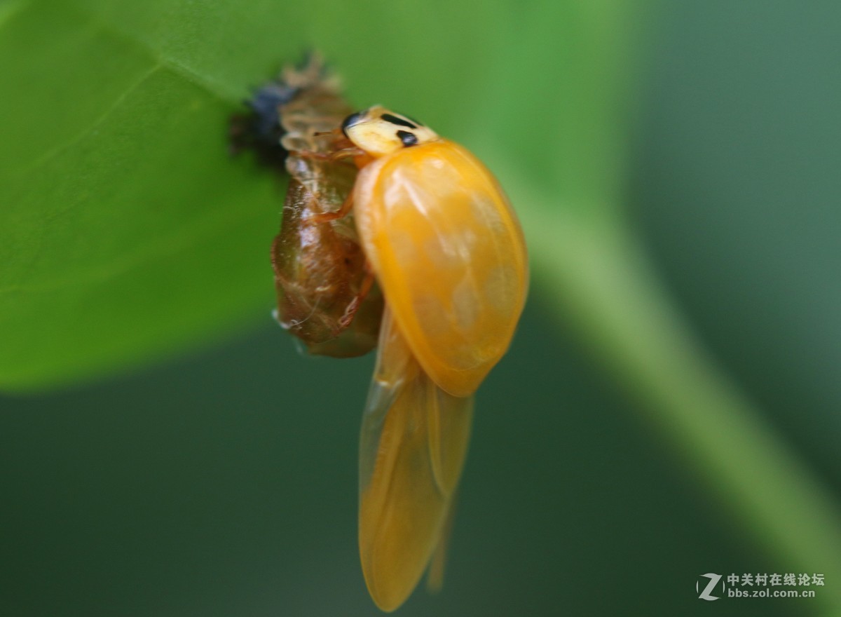 微距镜头下众小生，