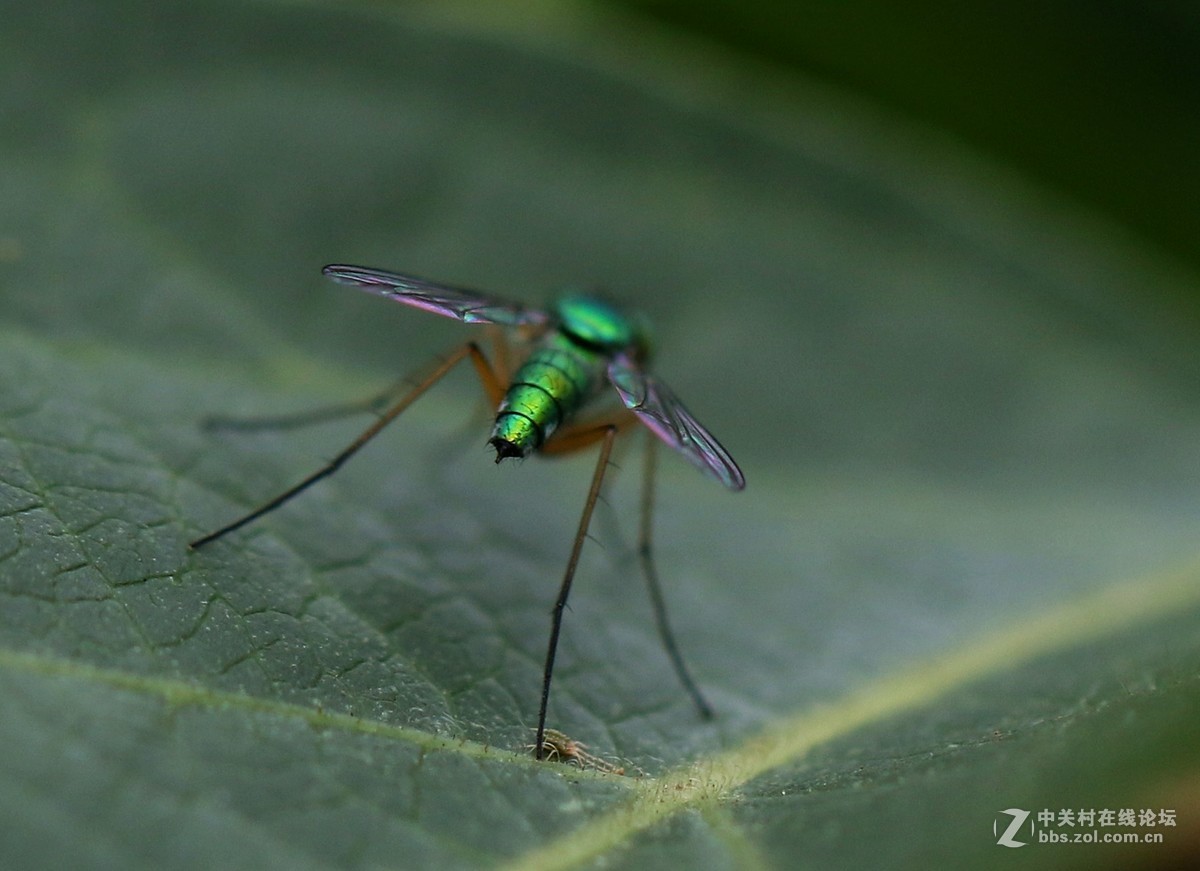 微距镜头下众小生，