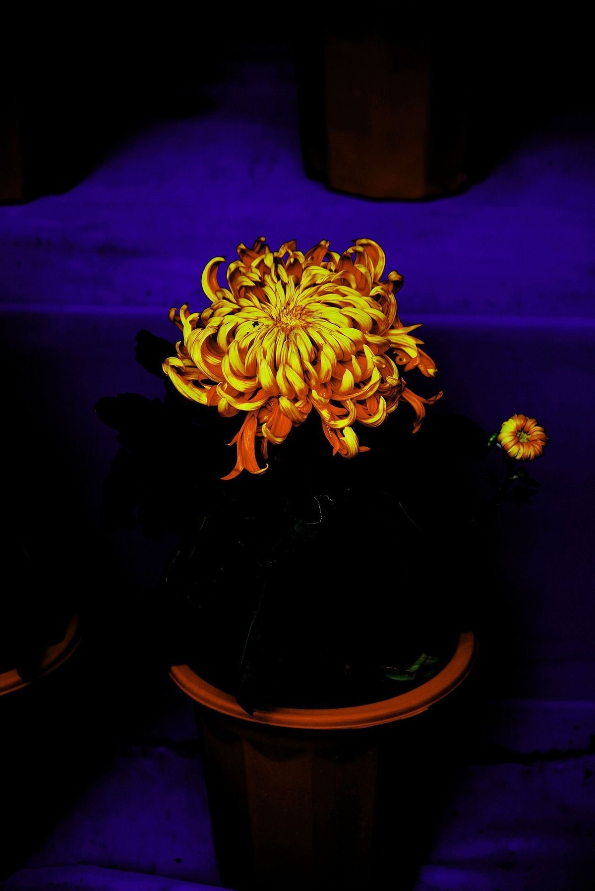 秋菊--续（一）！。。。。