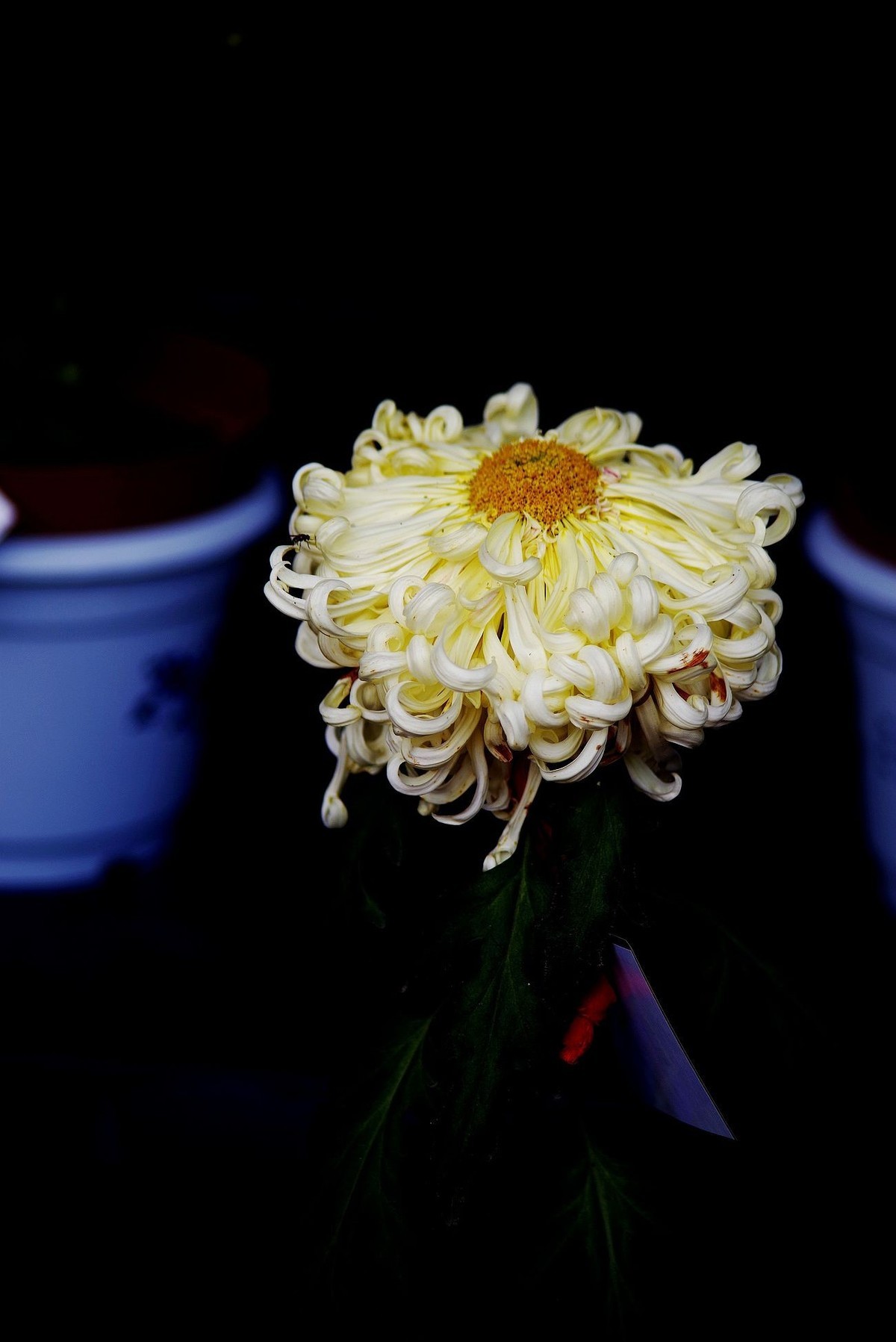 秋菊--续（一）！。。。。