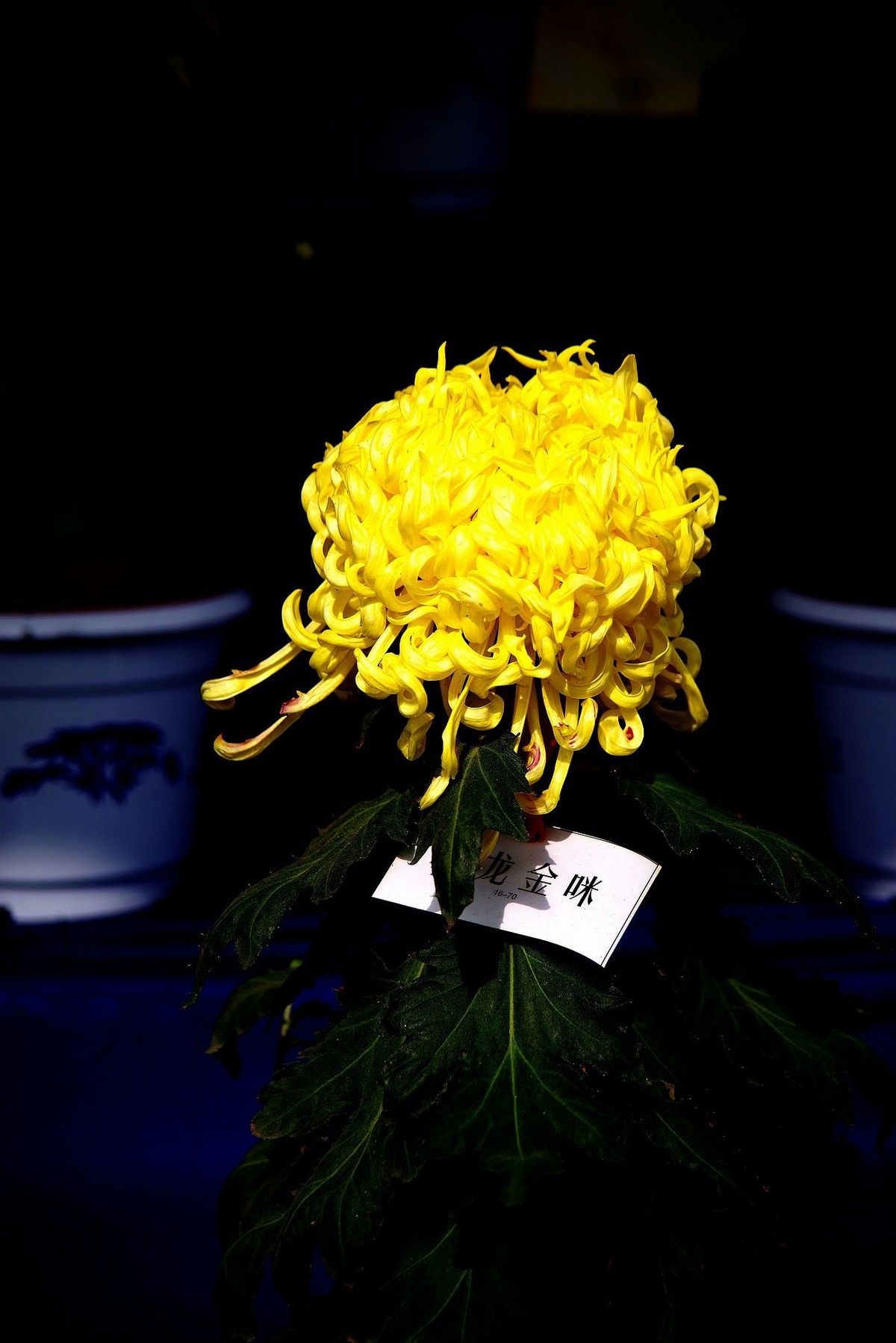 秋菊--续（一）！。。。。