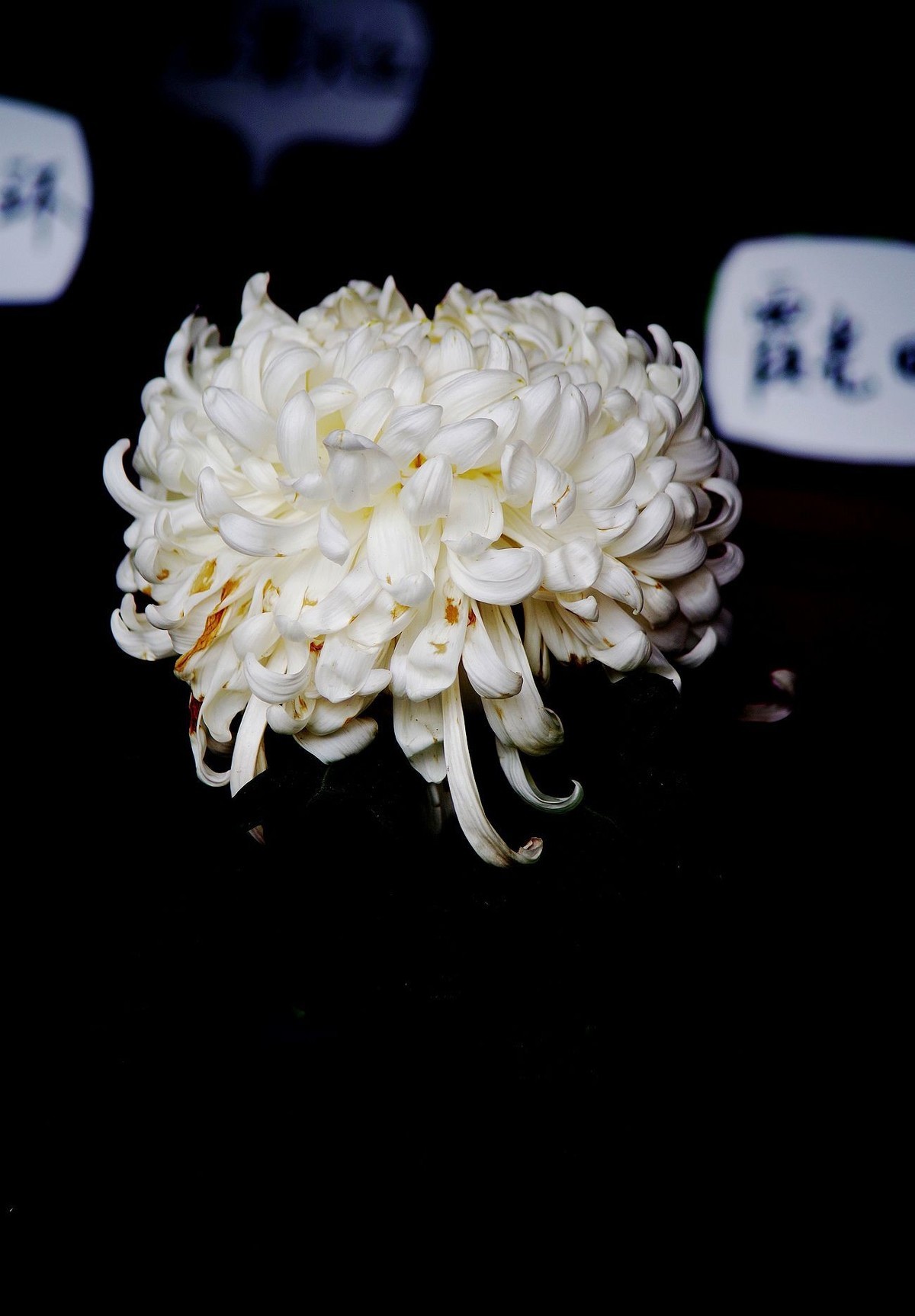 秋菊--续（一）！。。。。