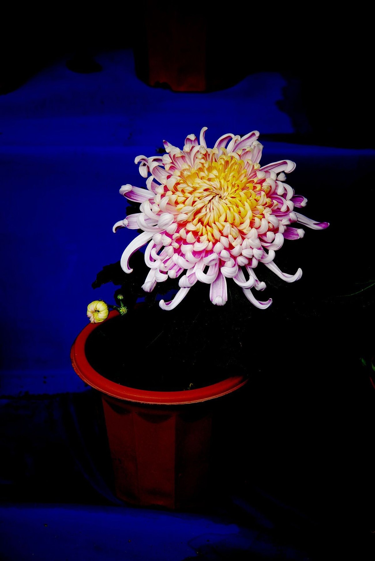 秋菊--续（一）！。。。。