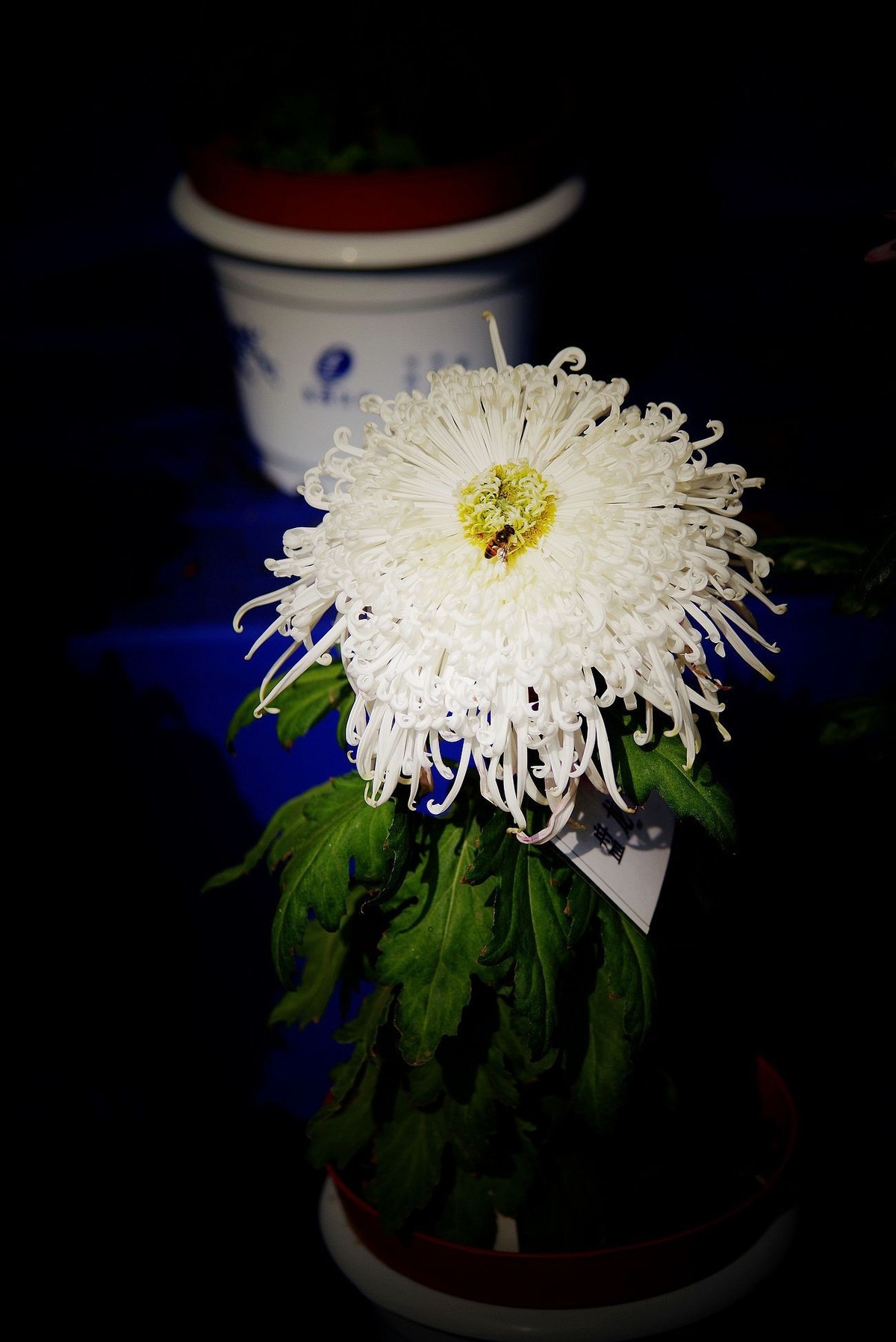 秋菊--续（一）！。。。。