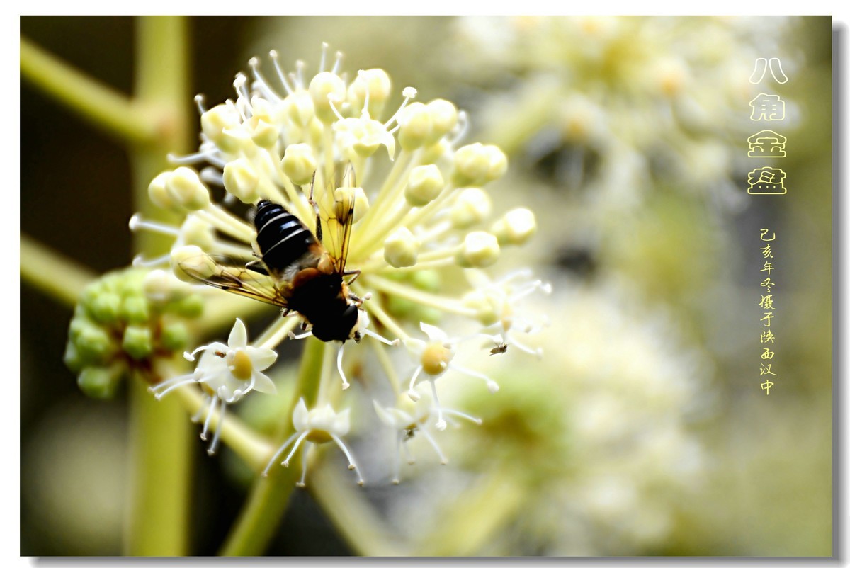 八角金盘（2019260）