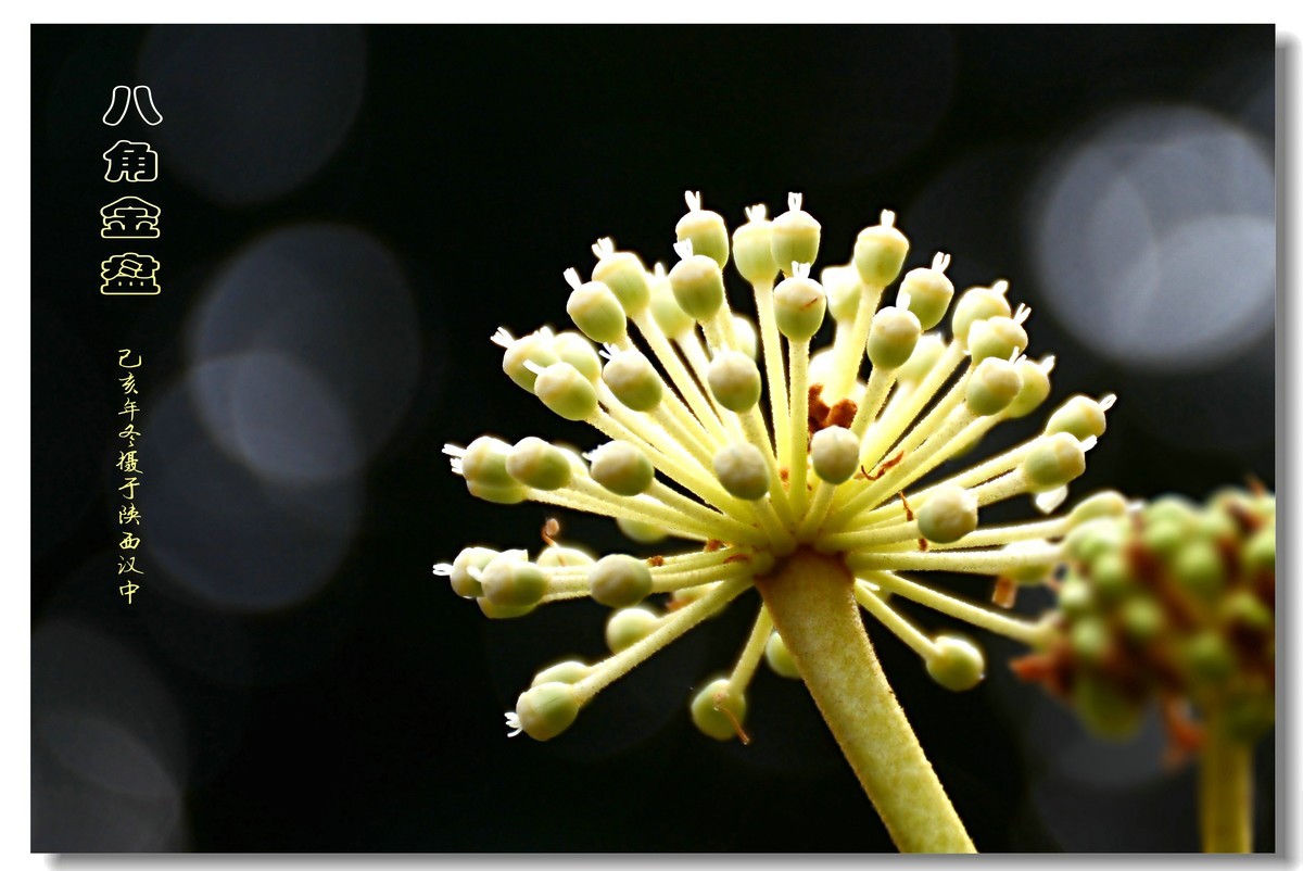 八角金盘（2019260）