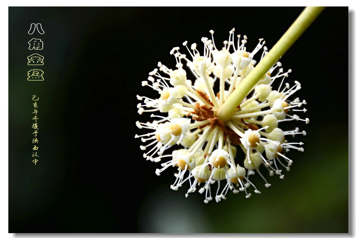 八角金盘（2019260）