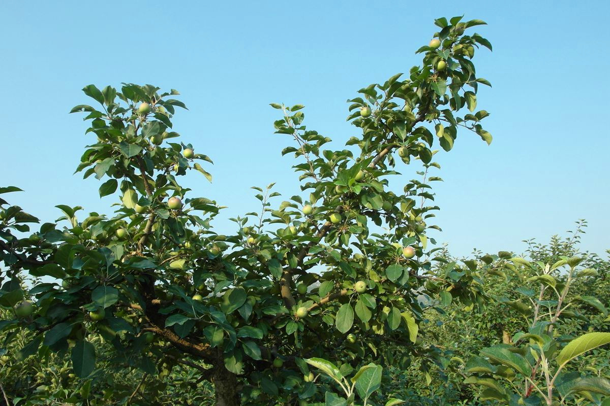 ex1记录山里的苹果树12311p