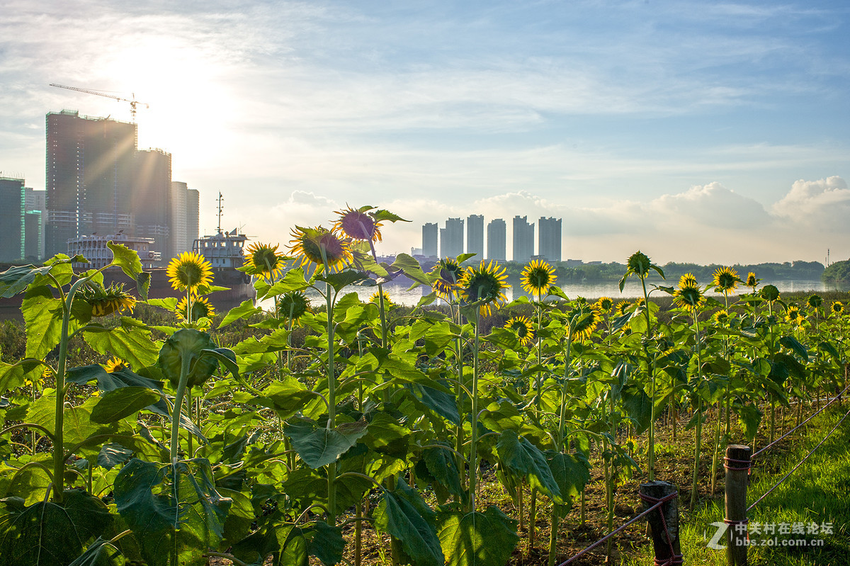 乐从新城随拍 -- D700  35 1.8ED试镜