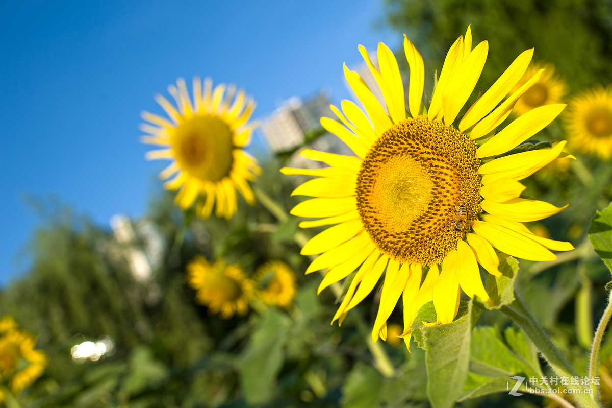 乐从新城随拍 -- D700  35 1.8ED试镜