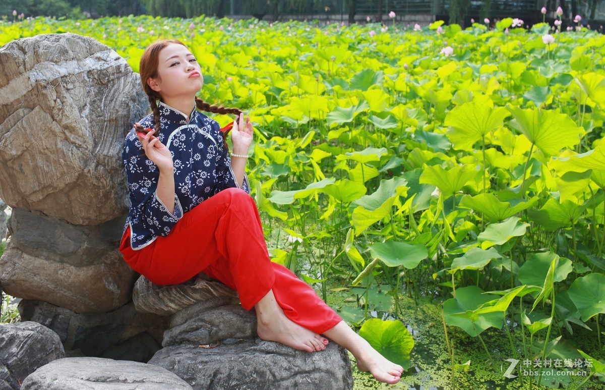 六月夏荷开花季