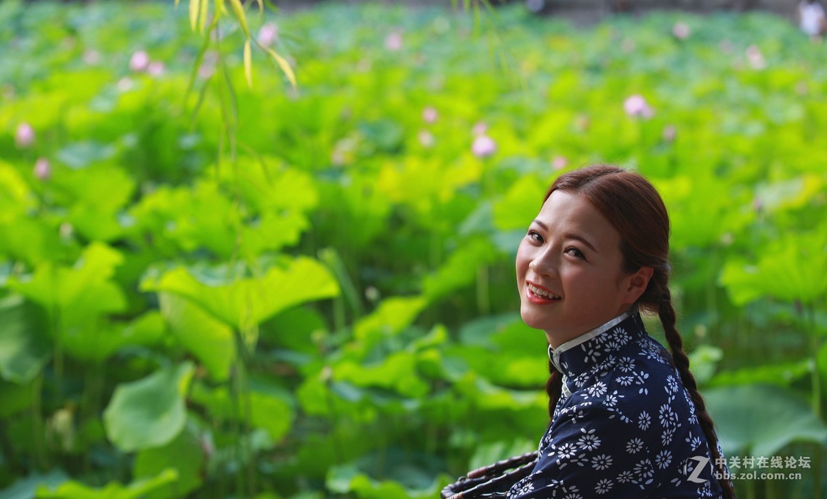 六月夏荷开花季